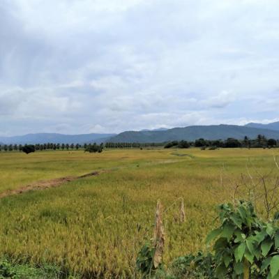 VENTA DE TERRENO DE 60 HAS. EN SAN MARTÍN